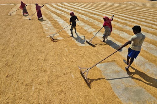 Δωρεάν στοκ φωτογραφιών με αγροτικός, αναποφλοίωτο ρύζι, γεωργία