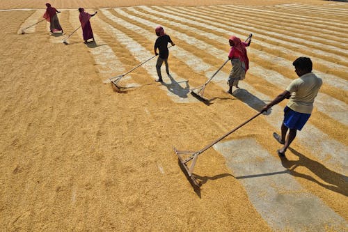 Fog-Free Dawns Speed Up Paddy Threshing in North India