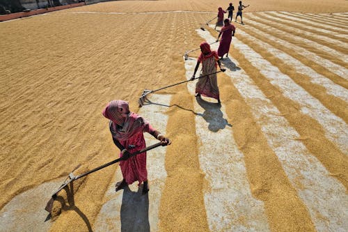 Fotos de stock gratuitas de África, agricultura, arena