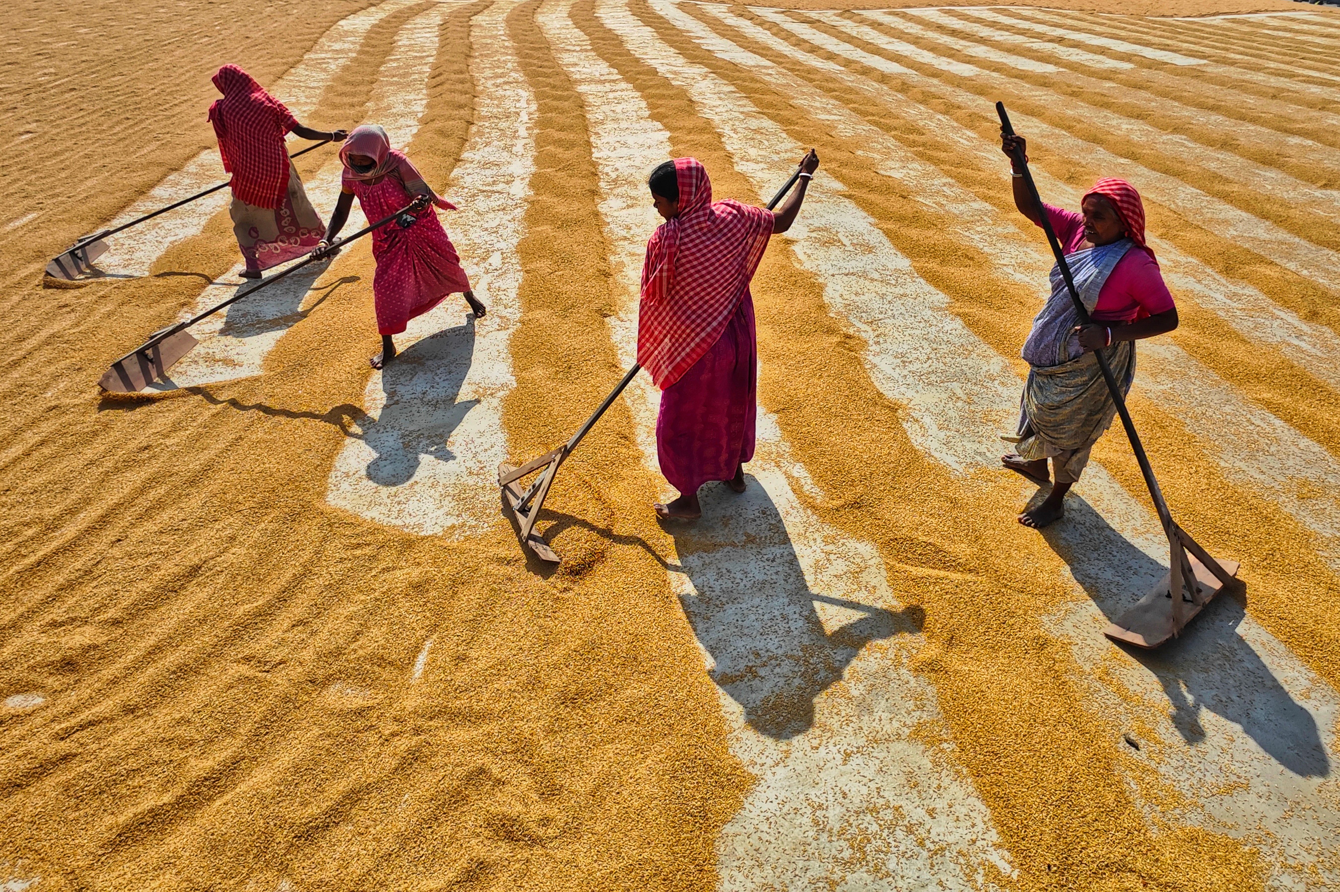 People Working on a Sunny Field · Free Stock Photo