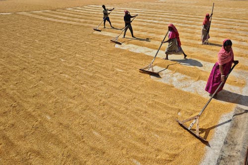 Foto profissional grátis de África, agricultura, areia