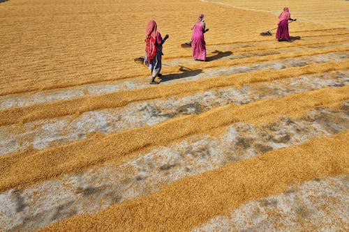 Women Raking Rice in the Drying Yard