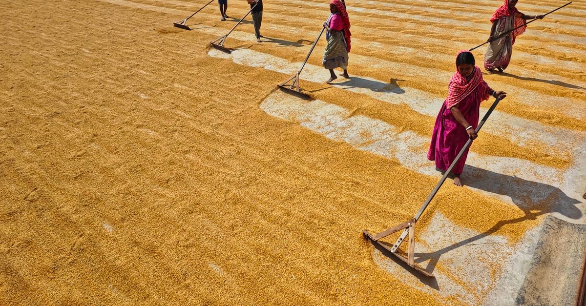 Traditional Rice Drying Farmers Drying Rice in the Square · Free Stock Photo