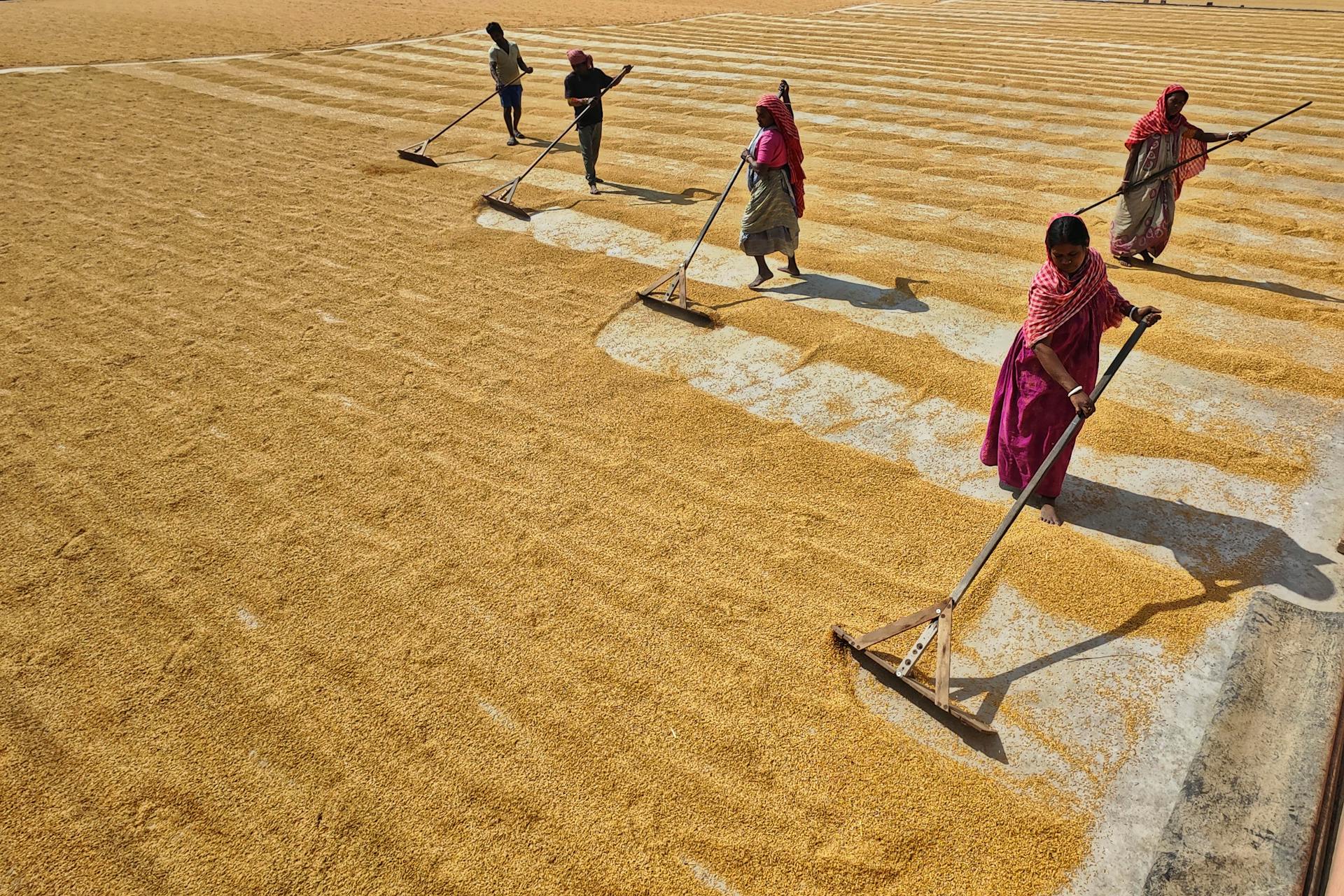 Farmers Drying Rice in the Square