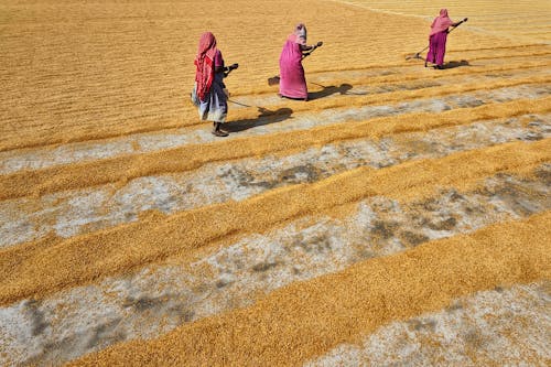 Δωρεάν στοκ φωτογραφιών με αγροτικός, αναποφλοίωτο ρύζι, γεωργία