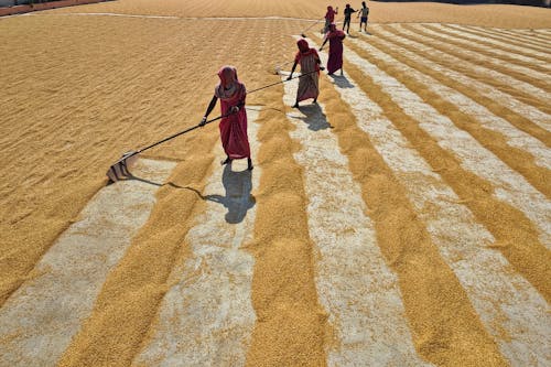 View of People Spreading Grains to Dry in the Sun 