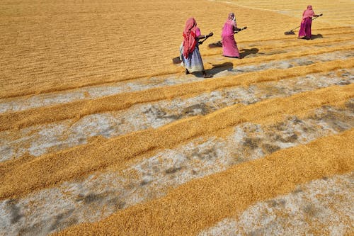 View of People Spreading Grains to Dry in the Sun 