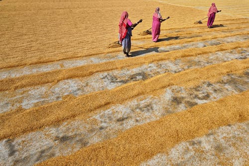 View of People Spreading Grains to Dry in the Sun 
