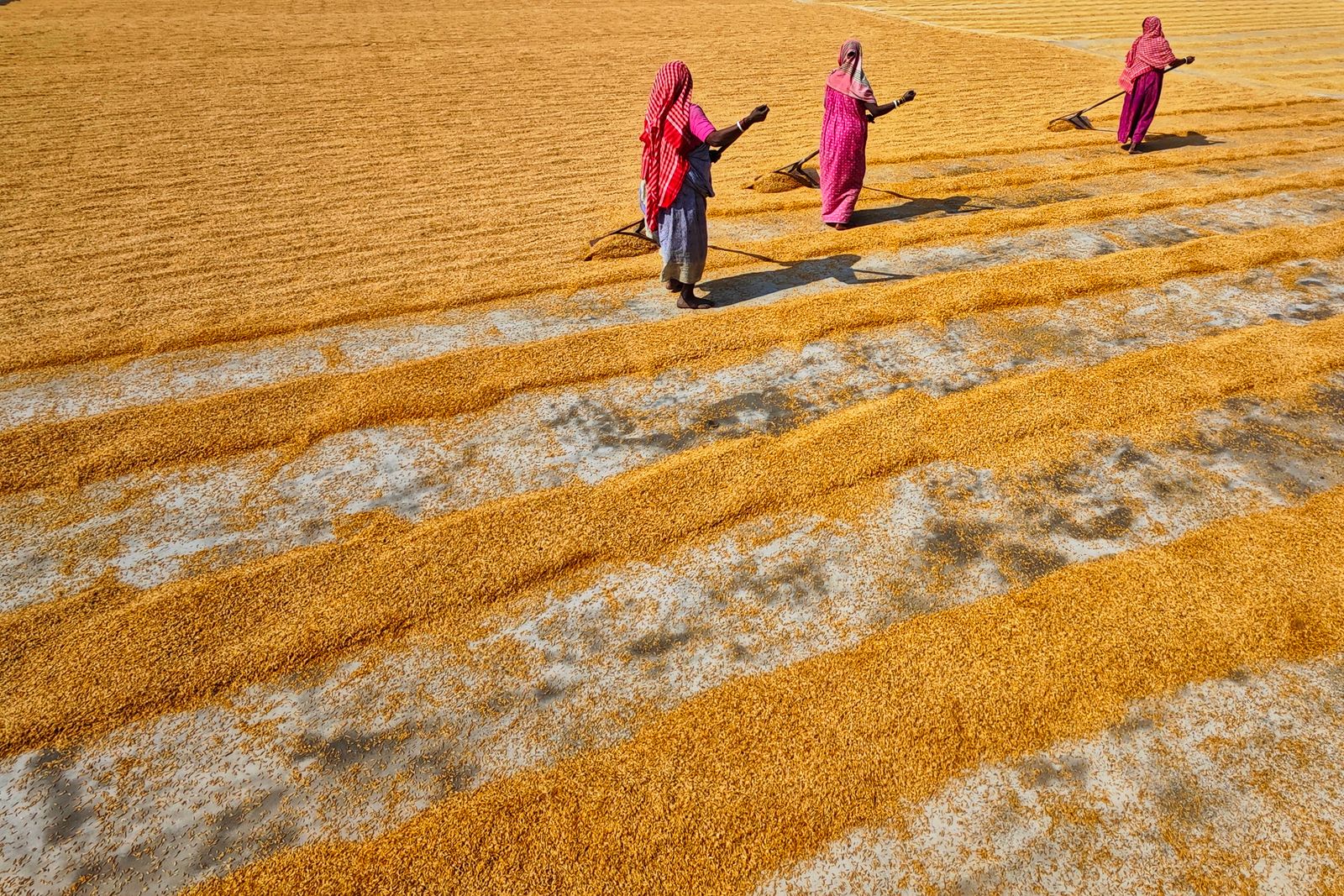 Workers spreading grain out to dry in the sun