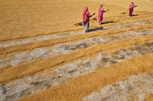 View of People Spreading Grains to Dry in the Sun 