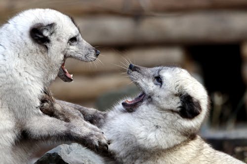 動物園, 動物攝影, 北极狐 的 免费素材图片