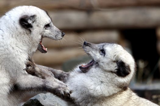 Two young arctic foxes playfully interacting, showcasing natural behavior.