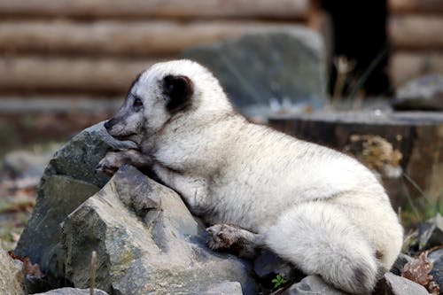 bebek tilki, beyaz kürk, hayvan fotoğrafçılığı içeren Ücretsiz stok fotoğraf