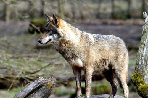 Free Close-up of a wild wolf standing on a log amidst a tranquil forest scene. Stock Photo