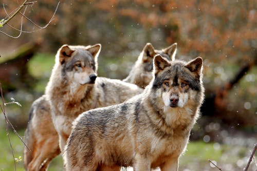 Three wolfs standing together in the woods