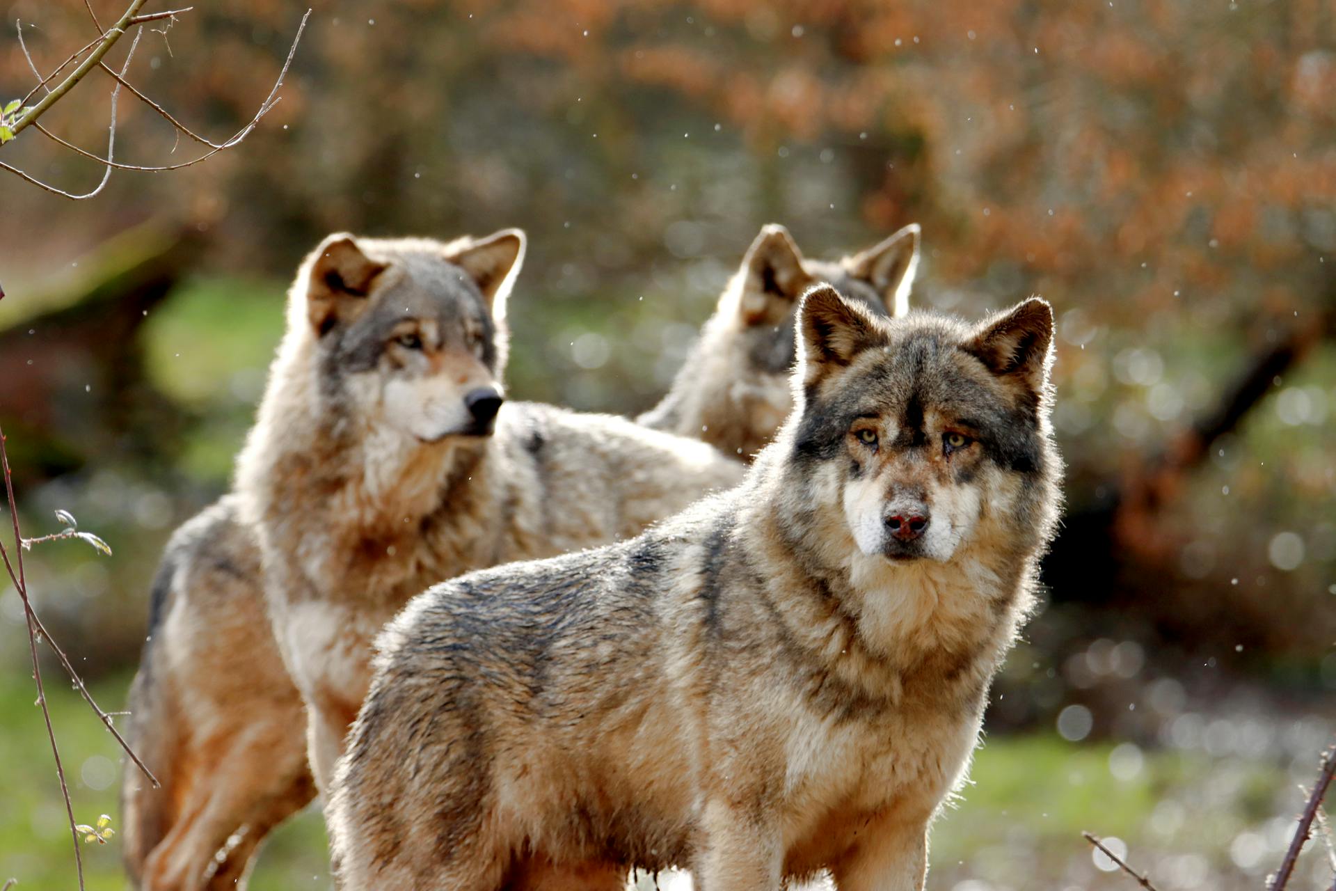 Photo of a Pack of Wolves in a Forest