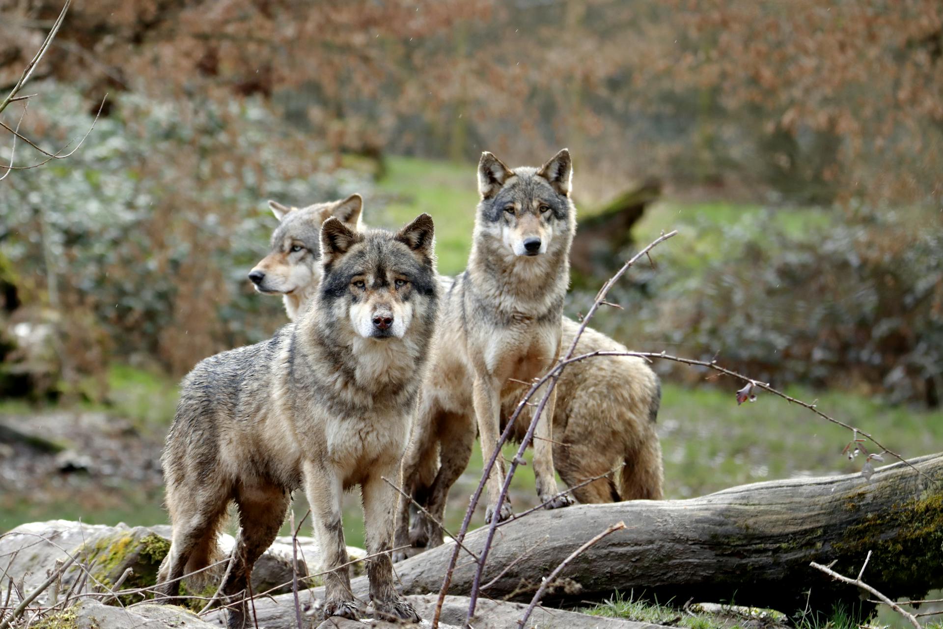 Pack of Wolves on a Rainy Day