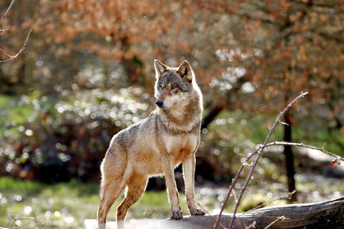 A lone wolf standing on a log in the woods