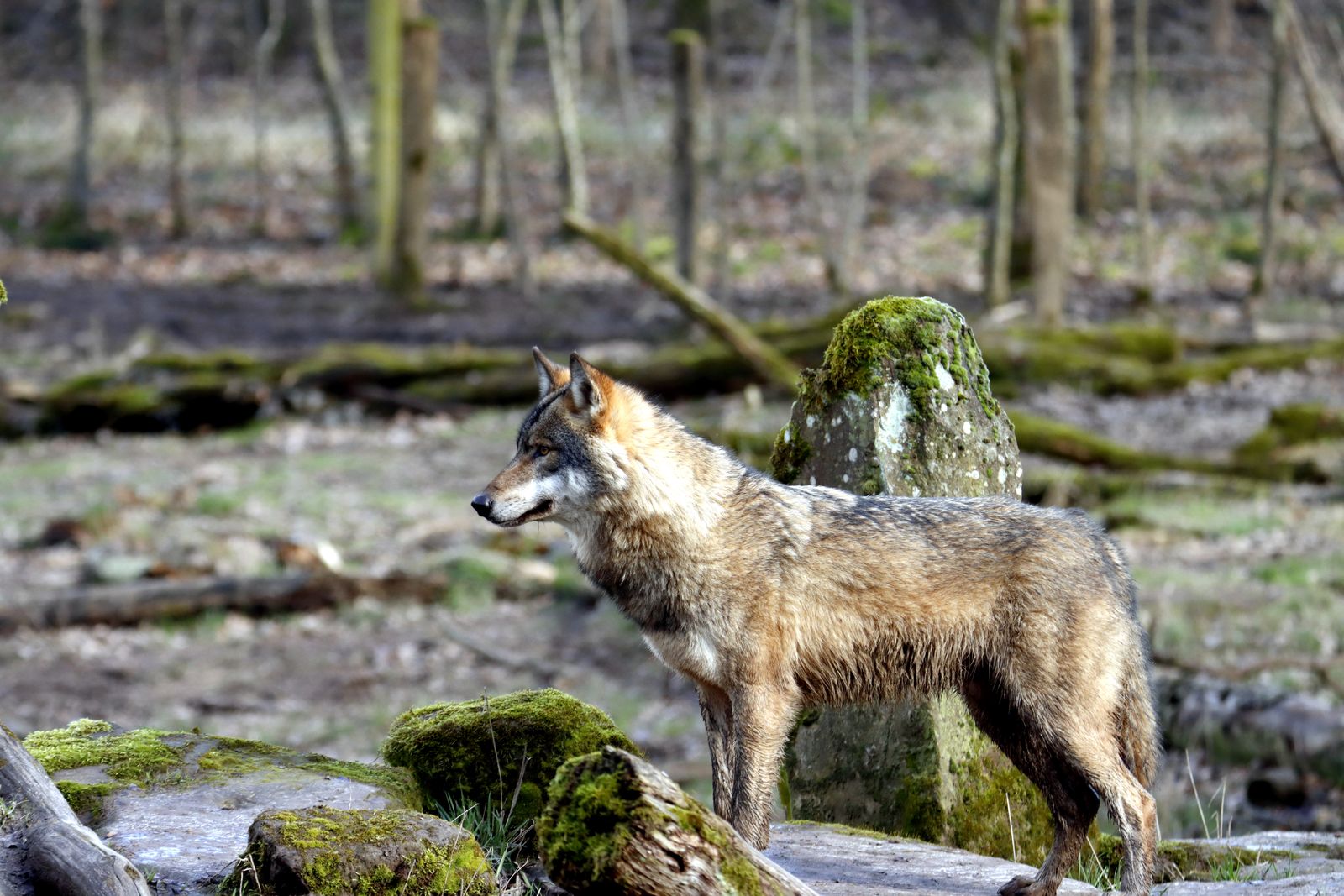 A Wolf Standing on a Rock in a Forest · Free Stock Photo