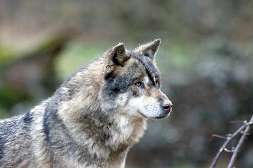 A gray wolf is looking at the camera