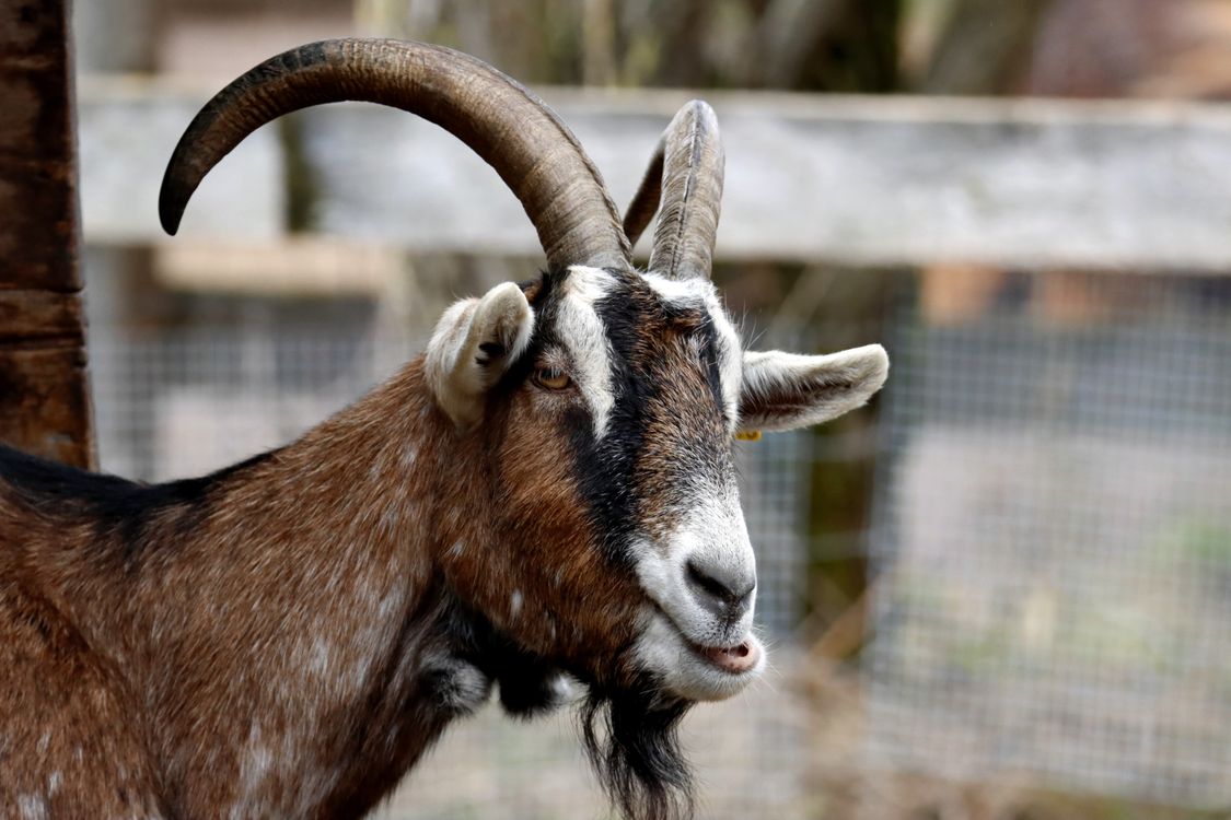 Goat R Photo Portrait of Goat · Free Stock Photo