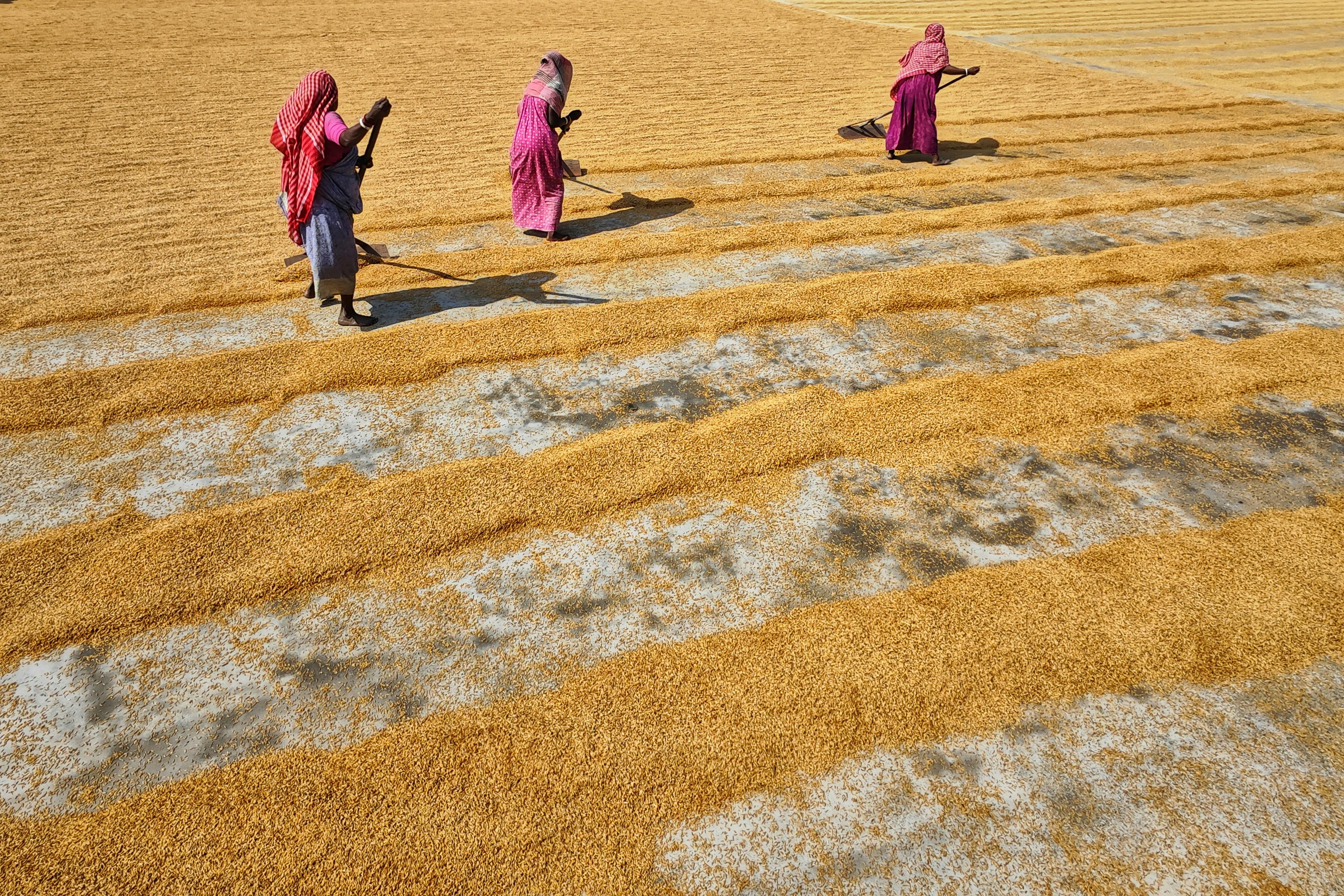 Rice From India Photos, Download The BEST Free Rice From India Stock ...