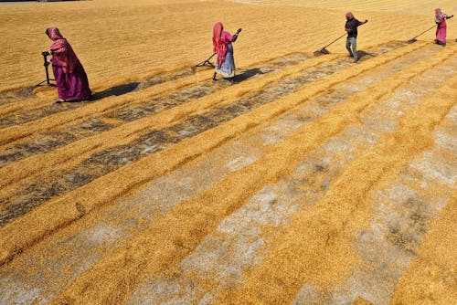 Foto profissional grátis de agricultores, agricultura, área