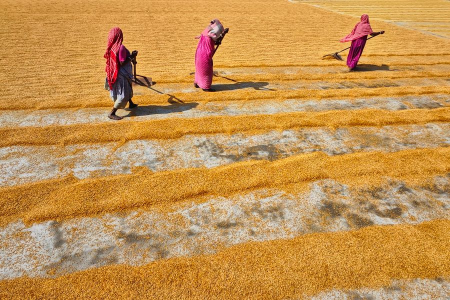 Indian farmers working in a green agricultural field