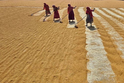 People Spreading Out Rice to Dry with Rakes 