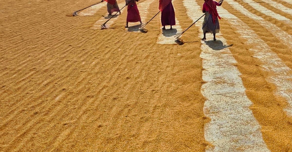 People Doing Rice People Spreading Out Rice to Dry with Rakes · Free Stock Photo
