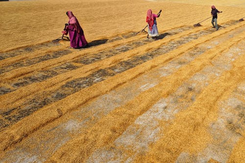 Women Working on Field