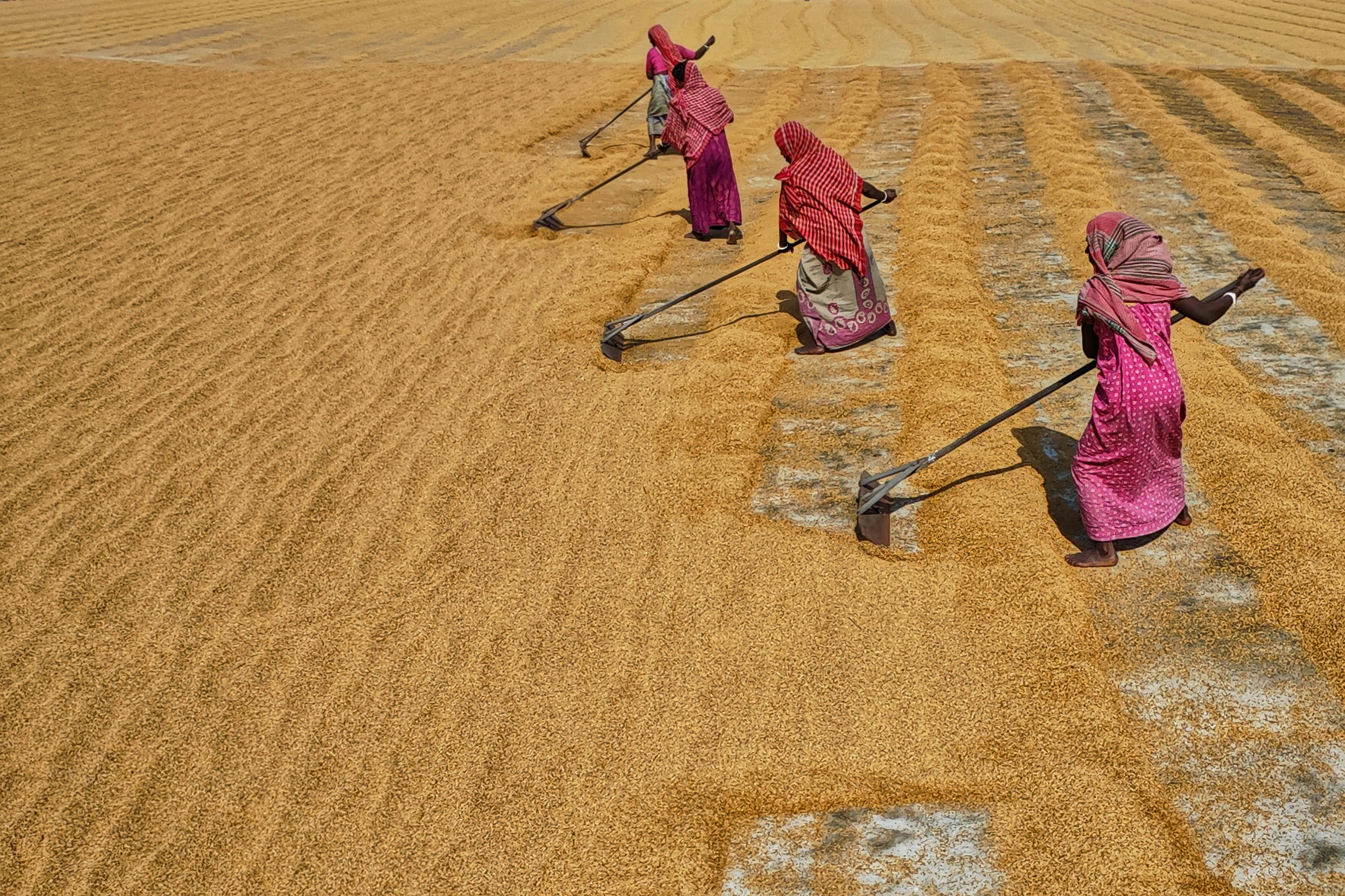 India Needs To Work More To Reduce Working Hours | The Reason Why — Photo by Dibakar Roy on Pexels