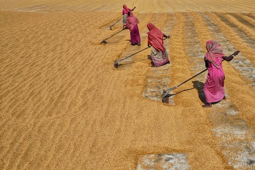 Foto d'estoc gratuïta de agricultors, agricultura, camp