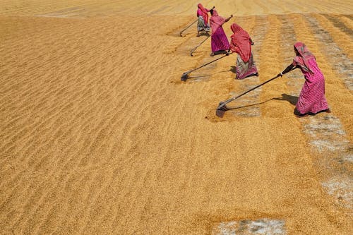 Foto stok gratis agrikultura, bekerja, bidang