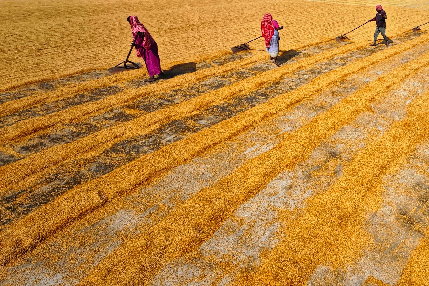 Women farmers drying grain in a rural Indian field
