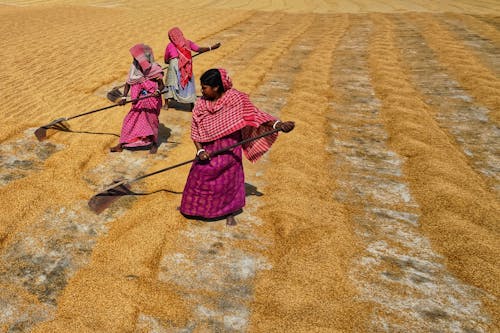 Foto profissional grátis de agricultura, aldeia, aldeias