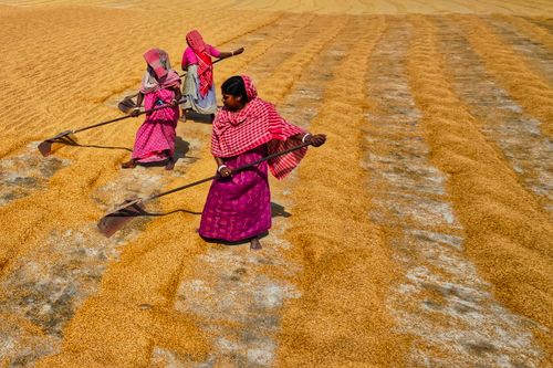 Free Women in vibrant attire spread rice grains under sunlight, showcasing rural agriculture in Habra, India. Stock Photo