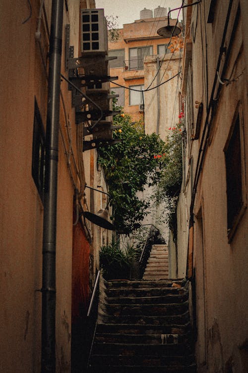 Foto d'estoc gratuïta de arbre, carreró, ciutat