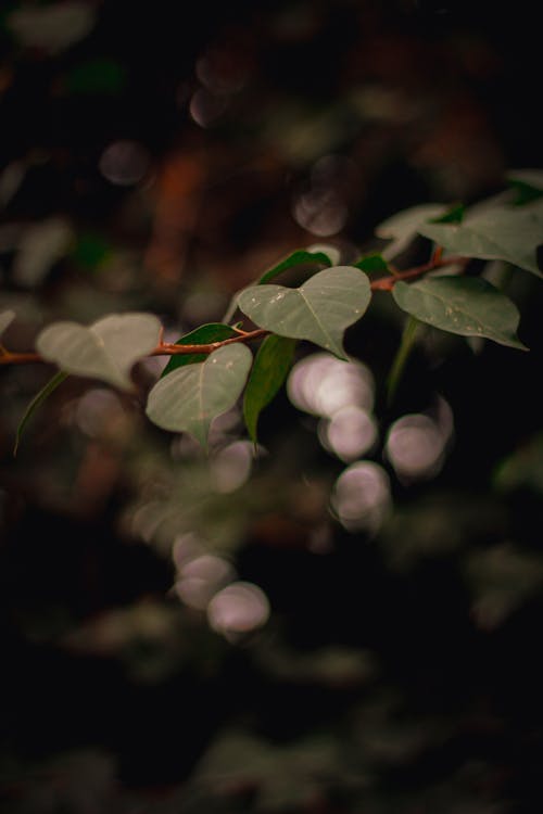 A close up of a plant with leaves