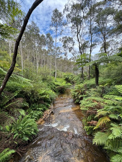 Free Serene stream flowing through a lush green forest with tall trees and vibrant ferns. Stock Photo