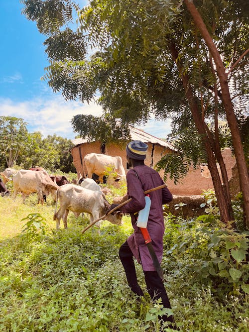 Farmer with Cows in Village