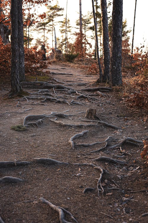 A trail in the woods with trees and leaves