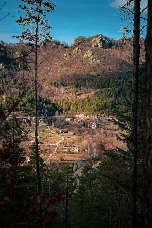 Fotos de stock gratuitas de adulto, bosque, bosque nuboso