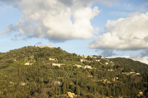 A hillside with trees and houses on it