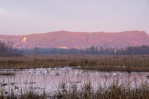 A marsh with a mountain in the background