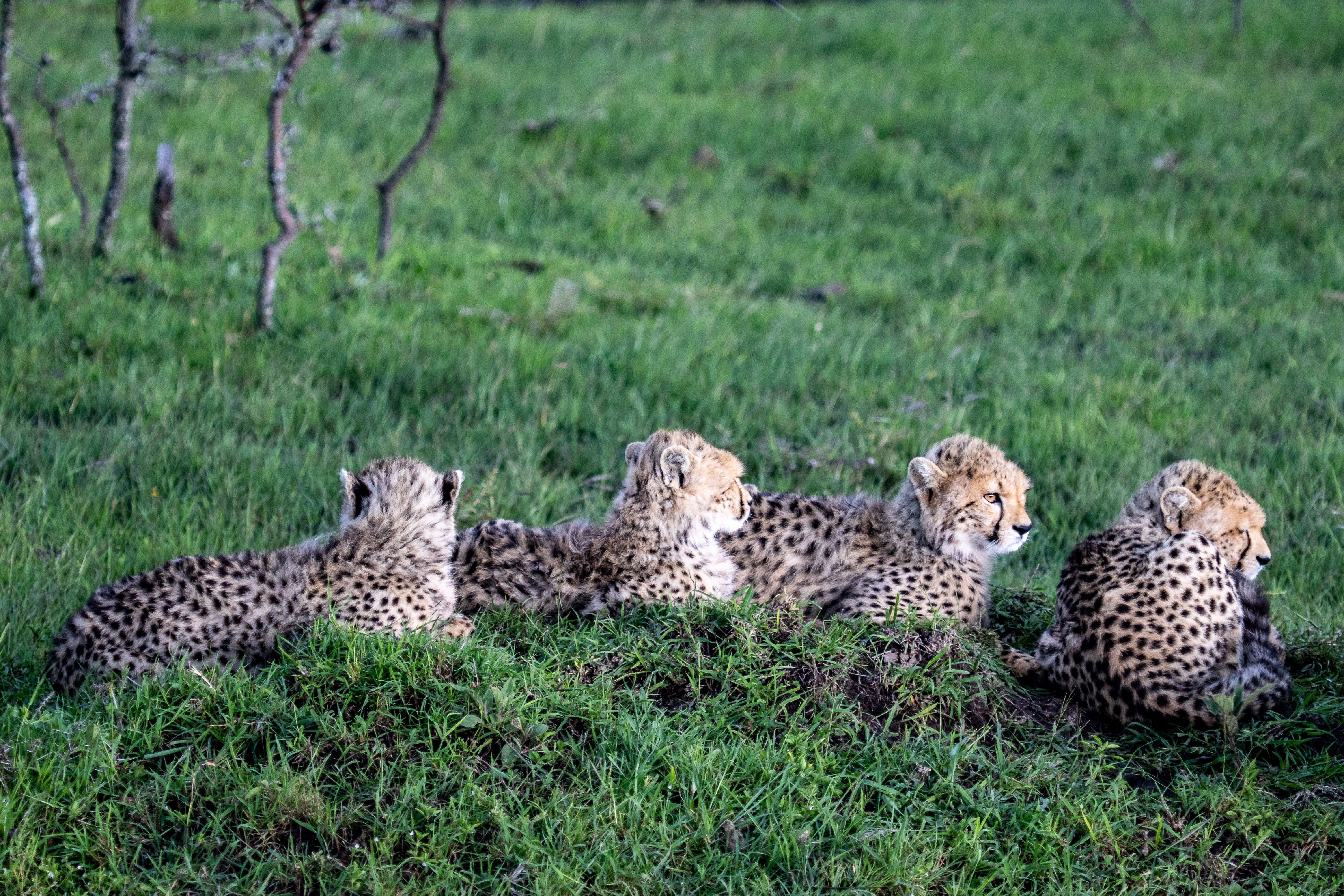 cheetahs hydrate
