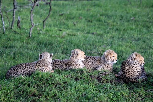 Foto profissional grátis de ameaça, animais selvagens, animal