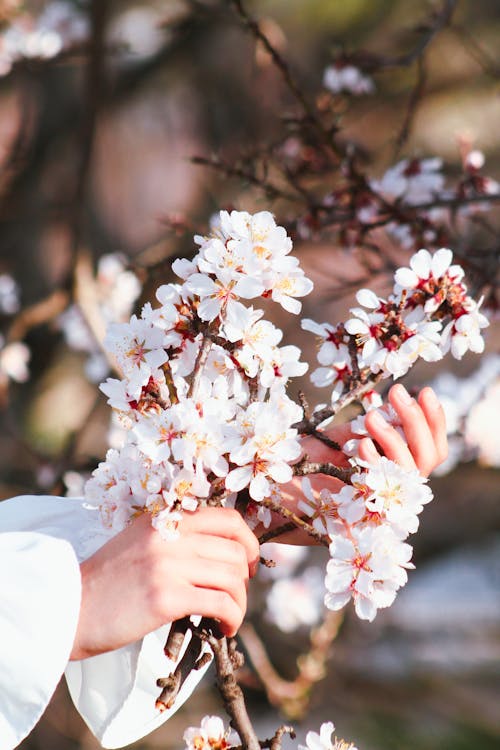 A person is holding a branch of white flowers