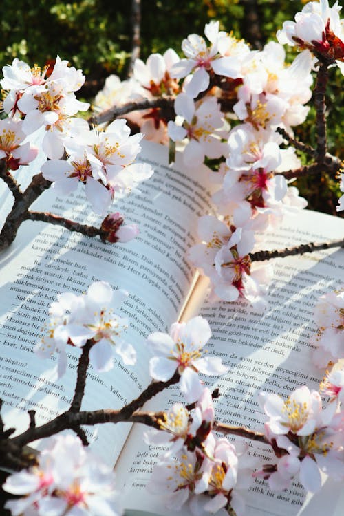 Foto stok gratis Book, Buka buku, bunga sakura