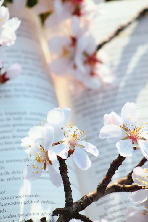 A book with flowers on it and a branch